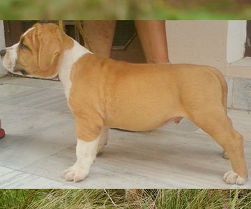 American Bully Puppy