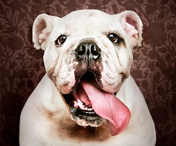 American Bully Puppy