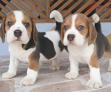 Beagle Puppy