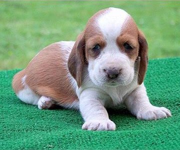 Beagle Puppy