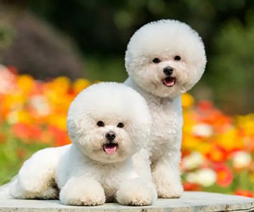 Bichon Frise Puppy