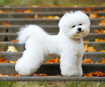 Bichon Frise Puppy