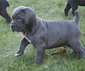 Cane Corso Puppy