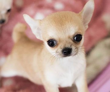 Chihuahua Puppy