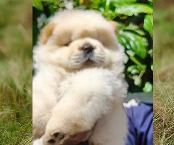 Chow Chow Puppy