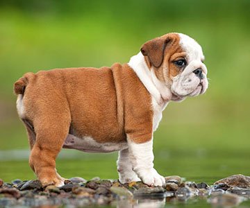 English Bulldog Puppy