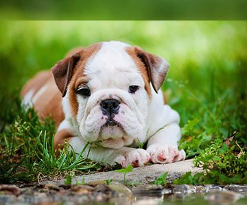 English Bulldog Puppy