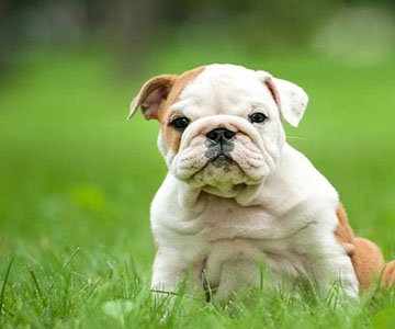 English Bulldog Puppy