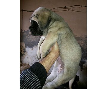 English Mastiff Puppy
