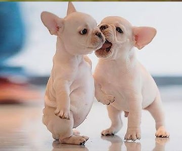 French Bulldog Puppy