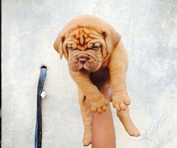 French Mastiff Puppy