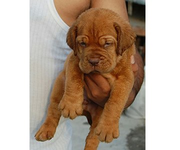 French Mastiff Puppy