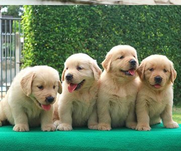 Golden Retriever Puppy