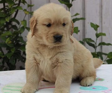 Golden Retriever Puppy
