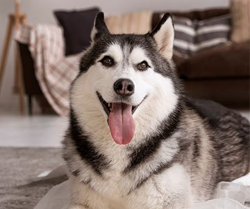 Siberian Husky Puppy