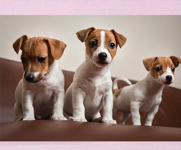 Jack Russel Terrier Puppy