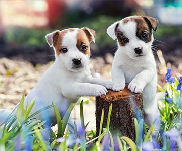Jack Russel Terrier Puppy