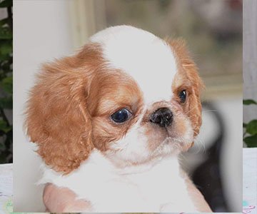 King Charles Spaniel Puppy