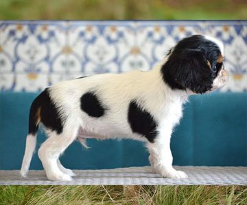 King Charles Spaniel Puppy