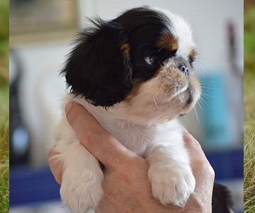 King Charles Spaniel Puppy