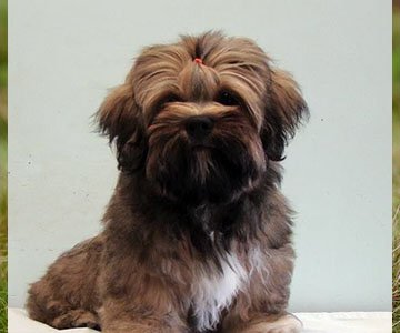 Lhasa Apso Puppy