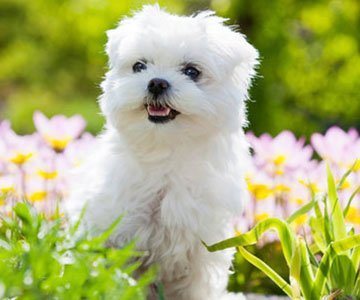 Maltese Puppy