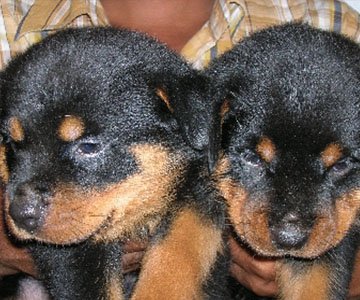 Rottweiler Puppy