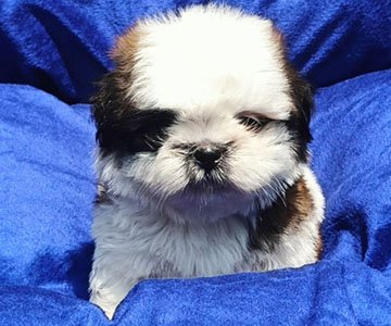 Shih Tzu Puppy