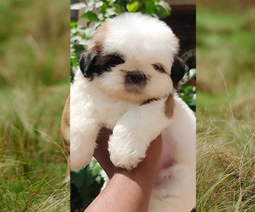 Shih Tzu Puppy