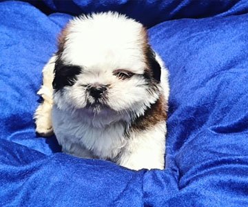Shih Tzu Puppy